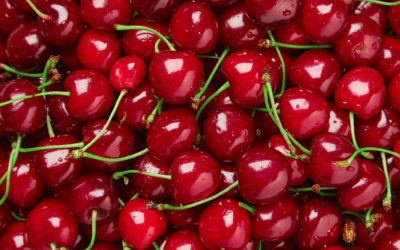 New varieties of cherries in which chili will maintain leadership