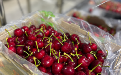 Comité de Cerezas de ASOEX: “Exportaciones de cerezas frescas llegarían a 80 millones de cajas”